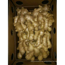 Most popular Wholesale Best quality organic ginger peru for sale